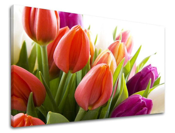 obraz-na-stenu-kvety-tulipany-SK-XOBKV138E11-0.jpg